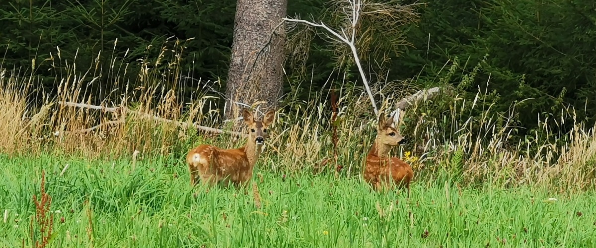 My hunting life